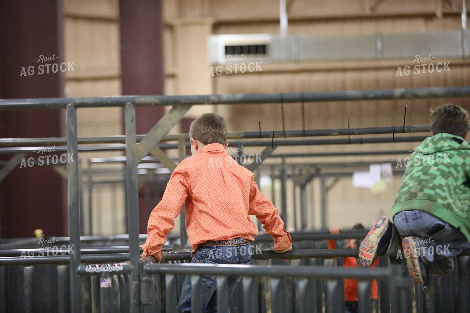 Showing Cattle 102067
