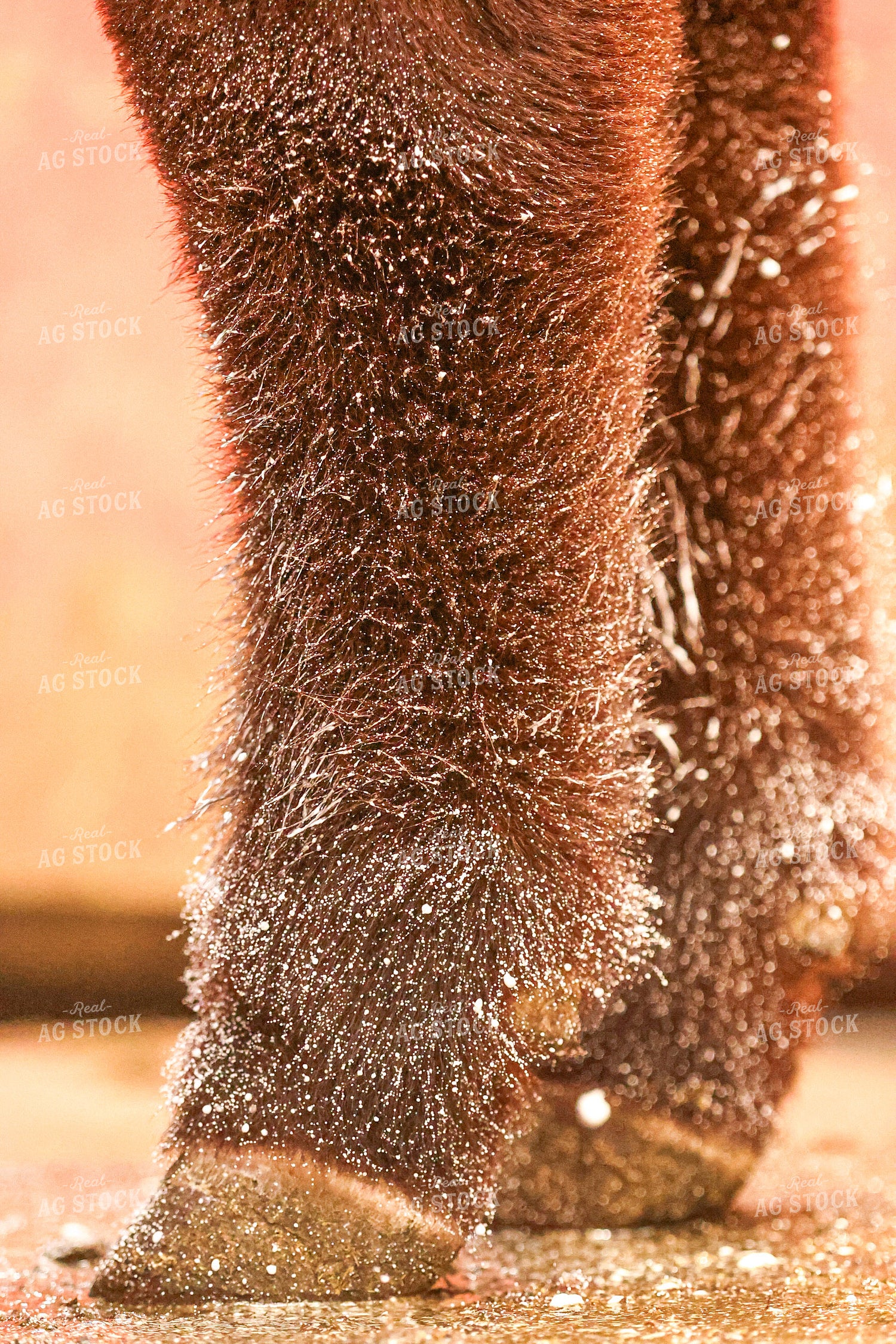 Show Cattle Leg Close Up 160462