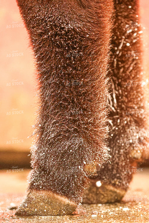Show Cattle Leg Close Up 160462