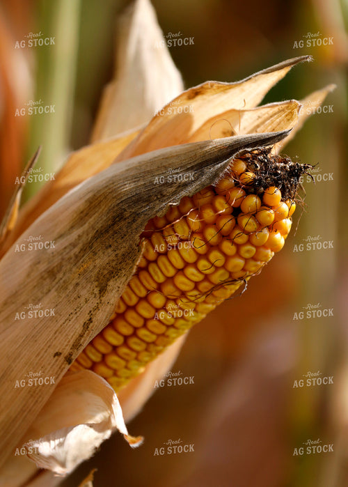 Ear of Corn in Field 141743