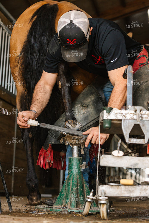 Farrier Trimming Hooves 52727