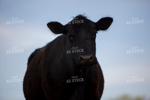 Cattle 1622