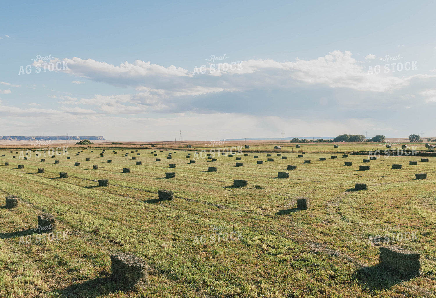 Square Bales in Hay Field 61066
