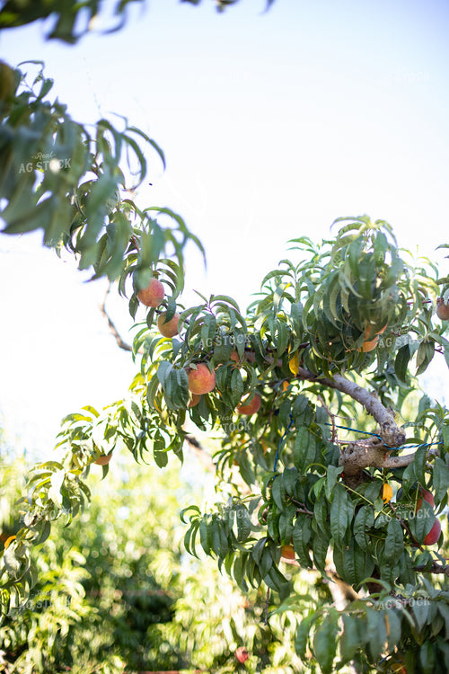 Peach Tree 276076
