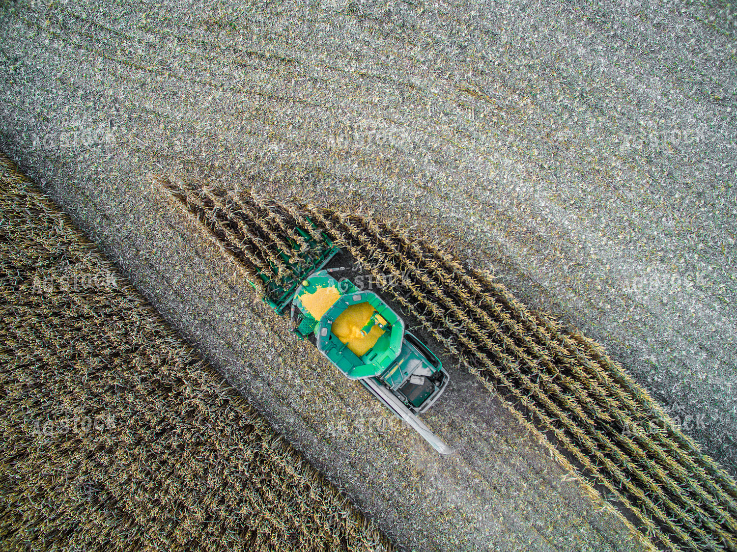 Overhead of Corn Harvest 250111