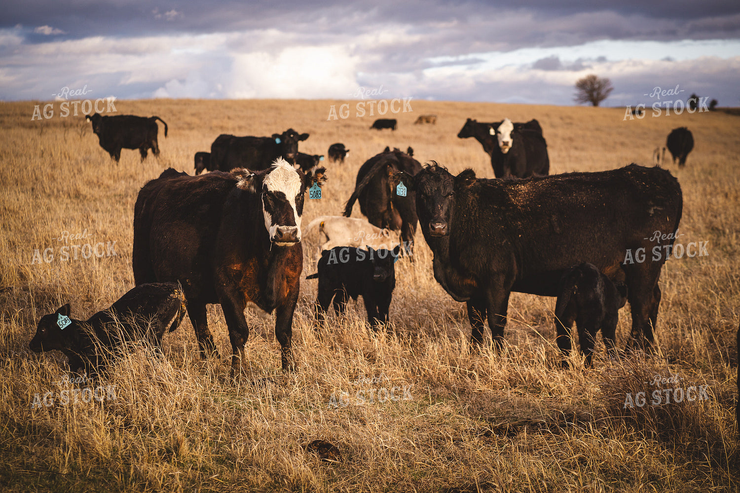 Angus Cattle in Pasture 196153