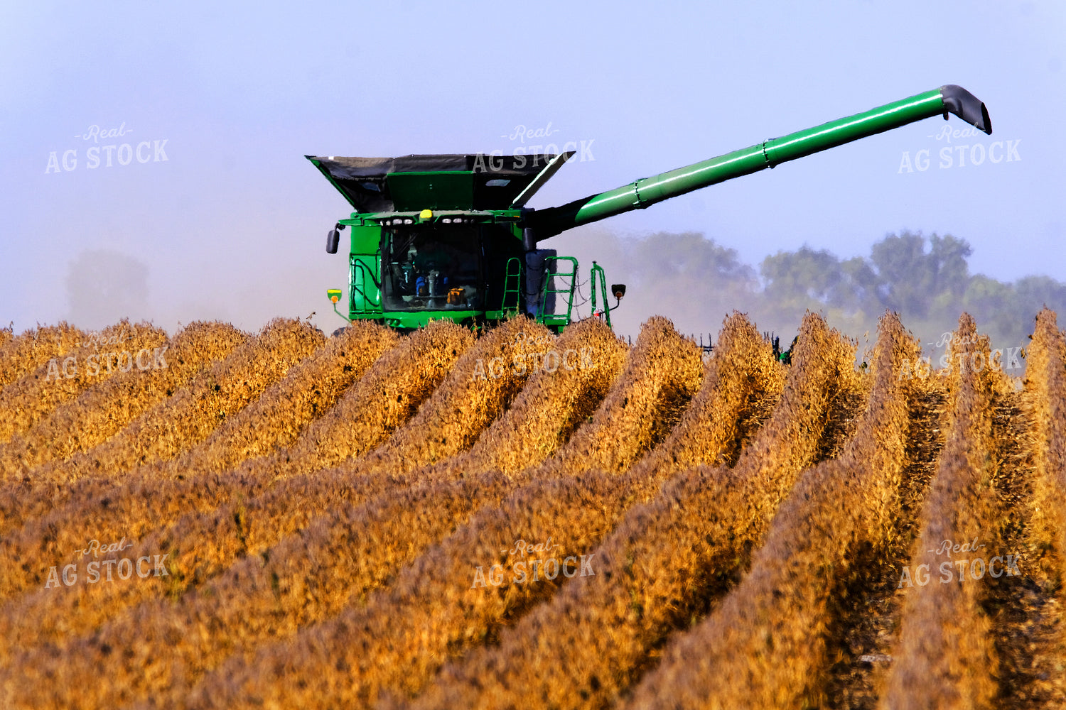 Soybean Harvest 154004
