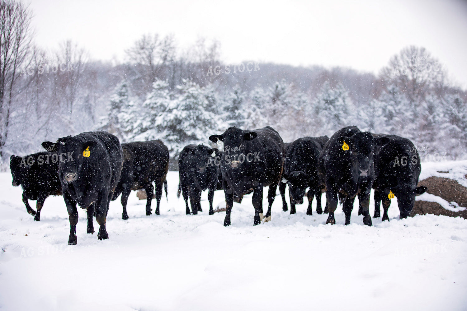 Black Angus Cattle in Snow 55411