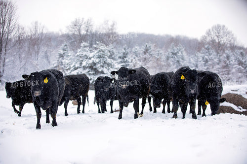 Black Angus Cattle in Snow 55411