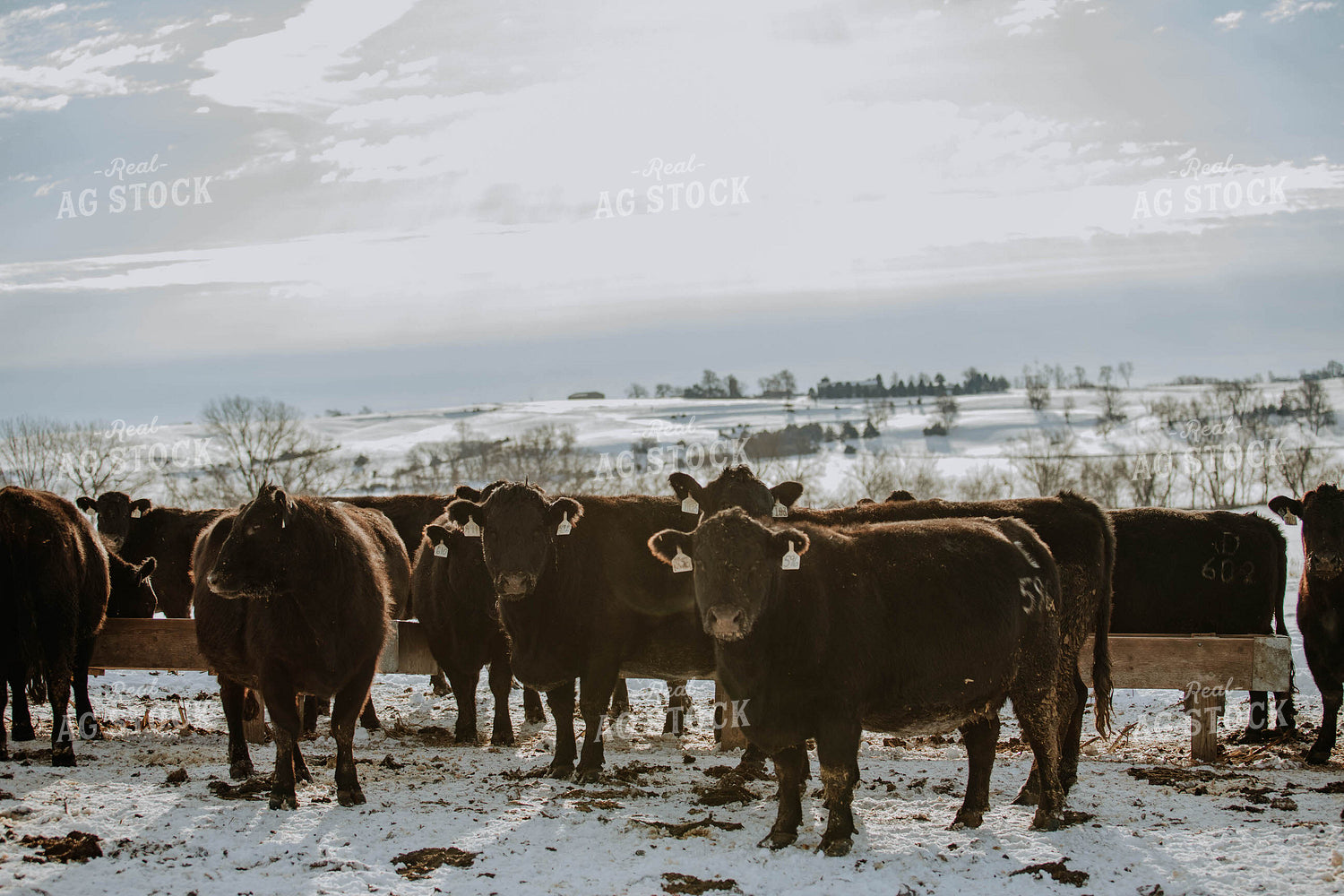 Angus Cows in Front of Trough 77039