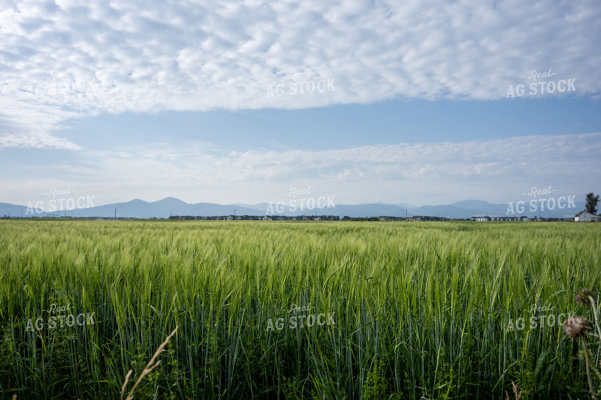 Barley Field 65957