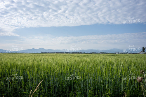 Barley Field 65957