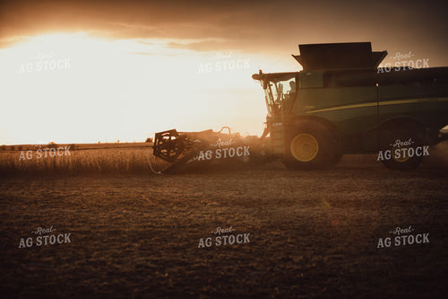 Combine Cutting Soybeans at Sunset 3444