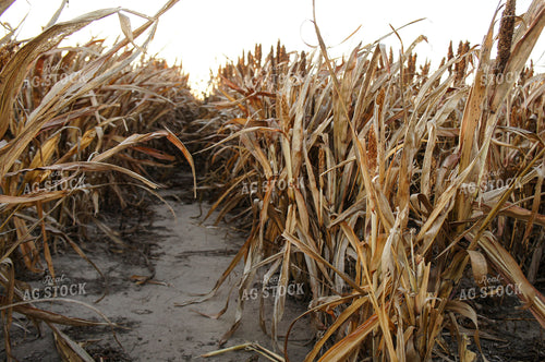 Sorghum 156029
