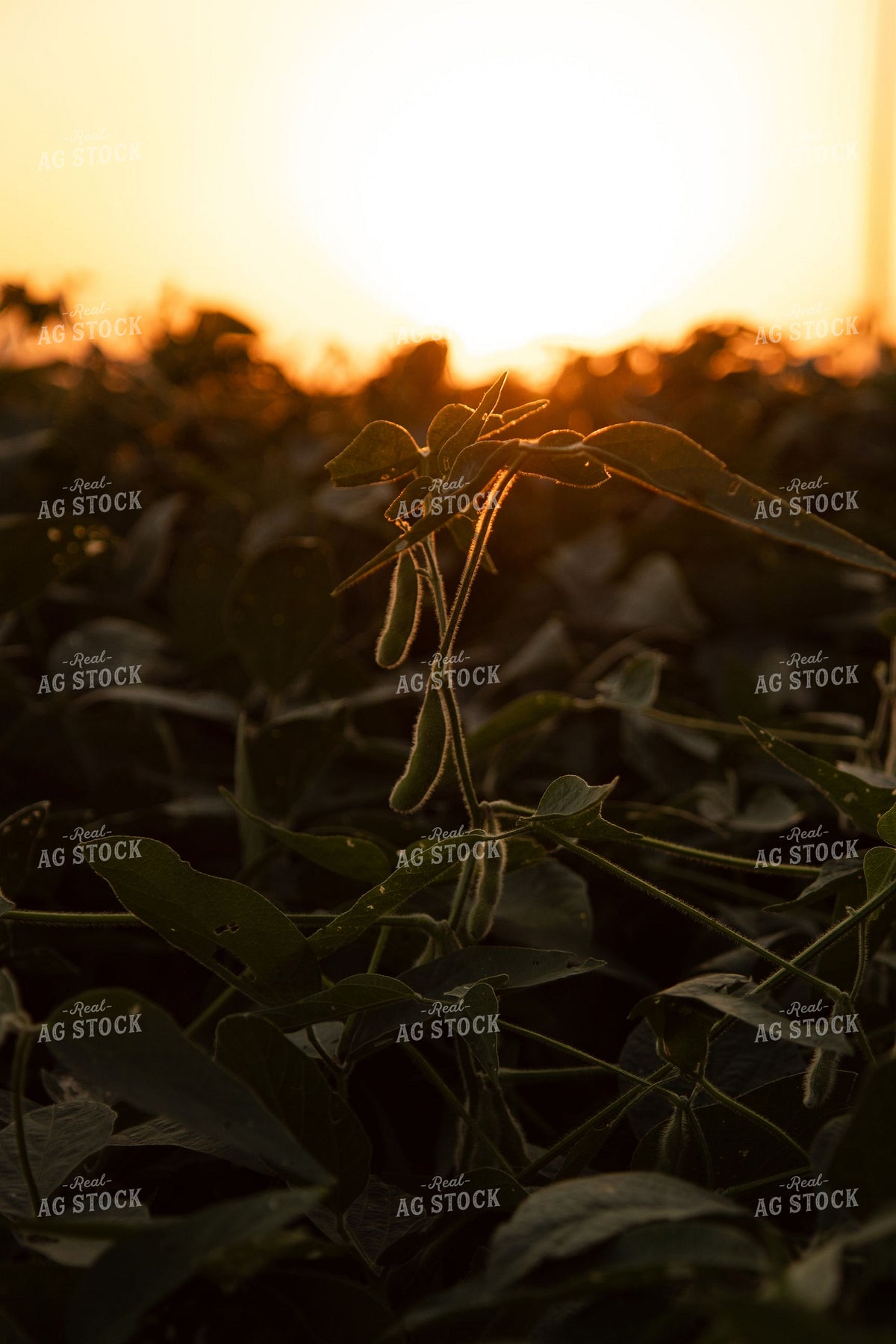 Soybean Pods Backlit at Sunset 415002