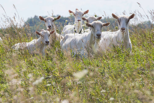 Goats on Pasture 145000