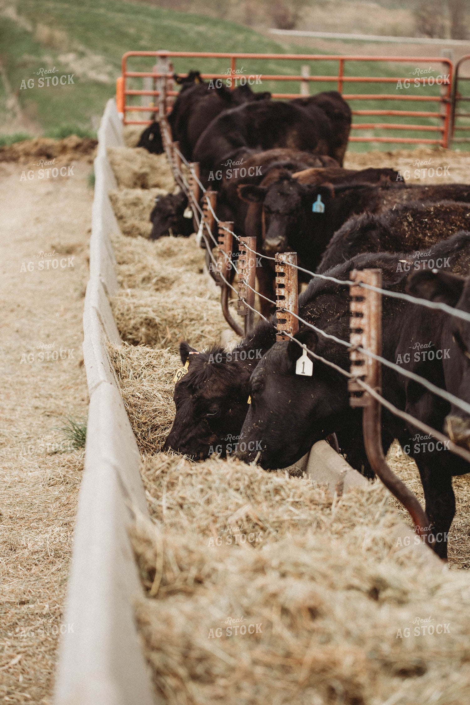 Cattle Eating from Concrete Feedbunk 215018