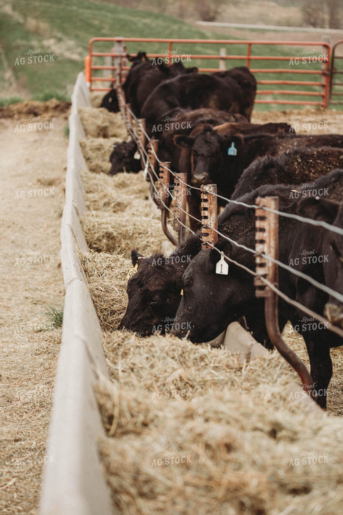 Cattle Eating from Concrete Feedbunk 215018