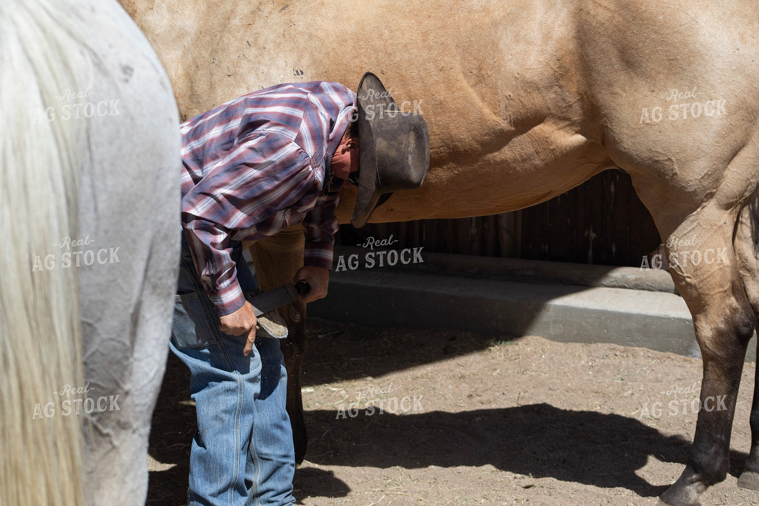 Farrier Trimming Hooves 117447