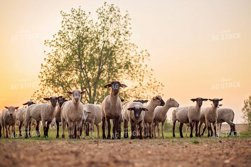 Sheep in Pasture 93173