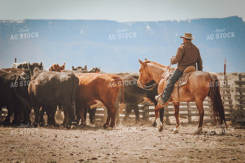 Male Rancher on Horse with Cattle 78001