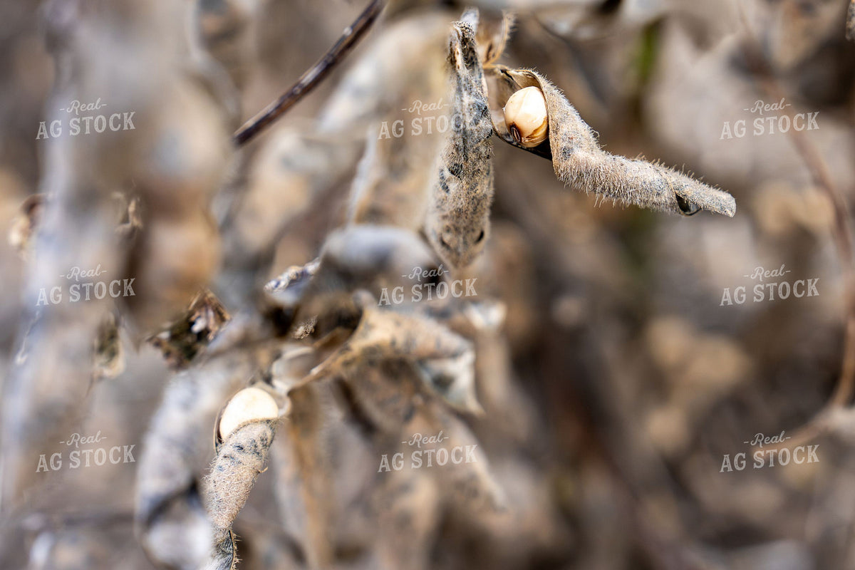 Dried Soybean Pods Ready for Harvest/Pod splitting due to heat and moisture 407008