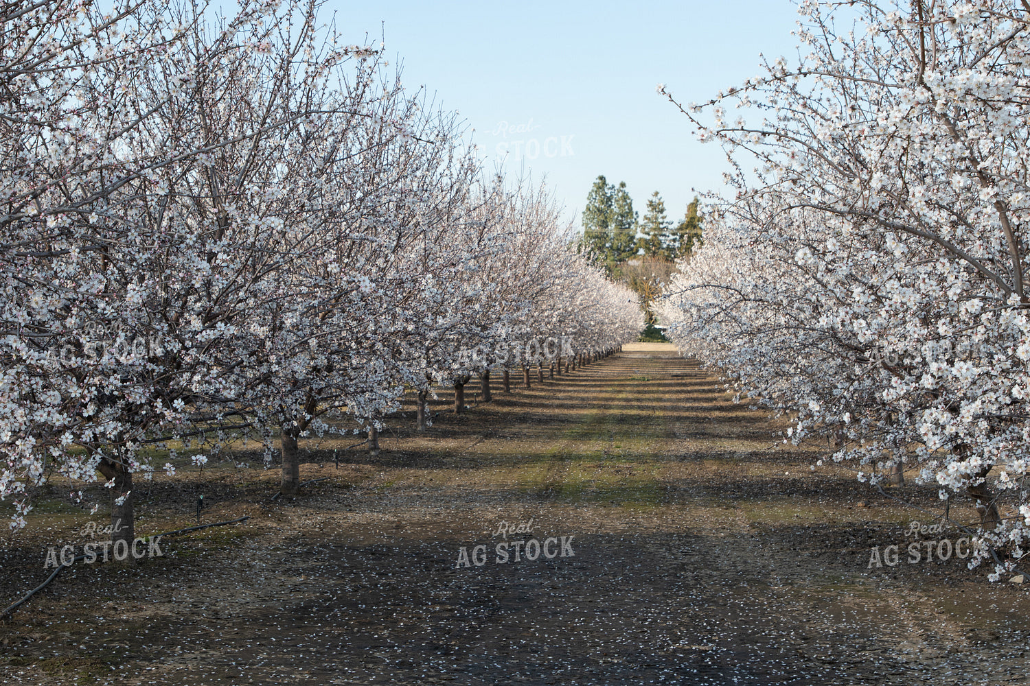 Flowering Almond Trees 105079