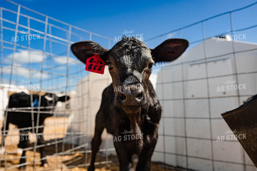 Calf in Hutch 152265