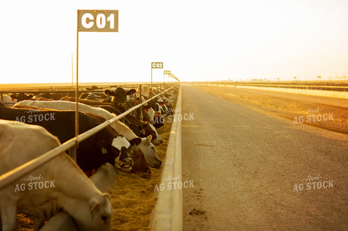 Feedyard Cattle Eating from Feed Bunk 3825