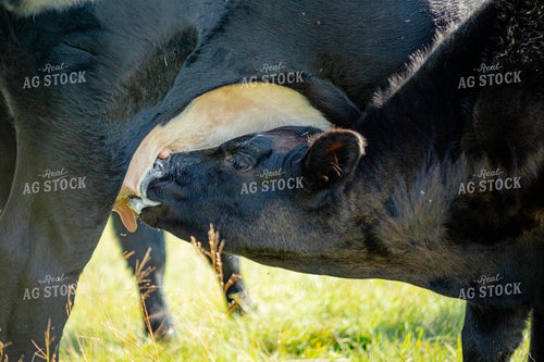 Cattle Nursing 155314