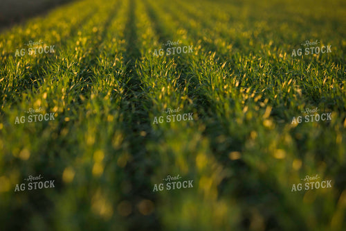 Up Close Wheat Rows 5439