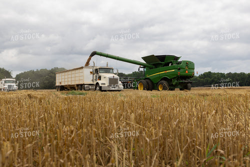Wheat Harvest 79815
