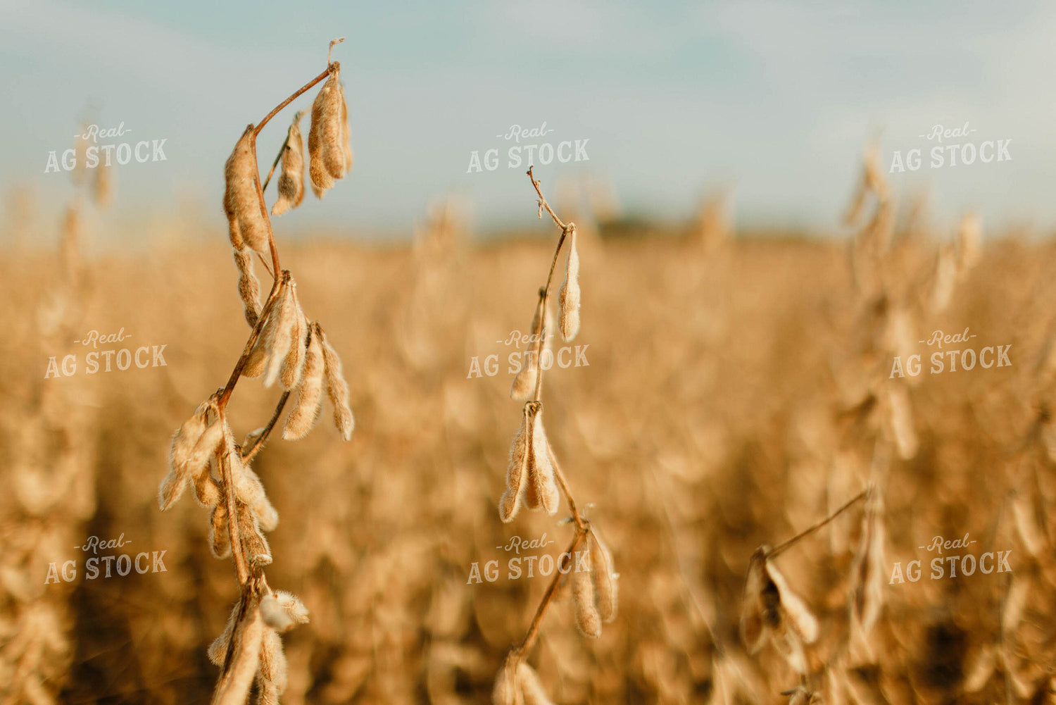 Dried Soybeans 8658
