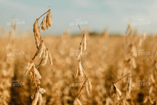 Dried Soybeans 8658