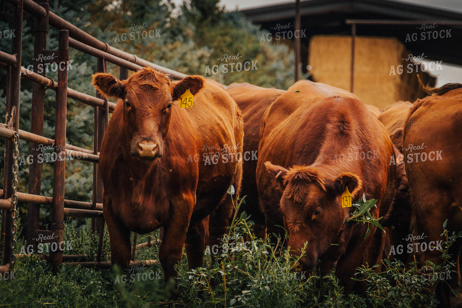 Angus Cattle in Farmyard 97061