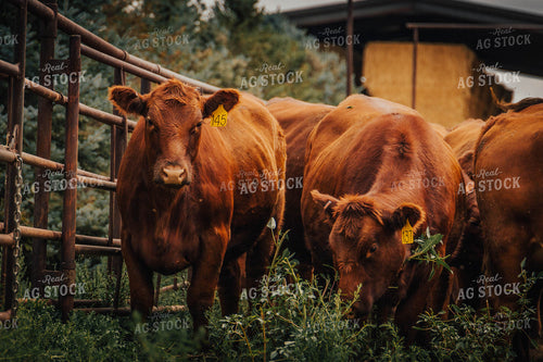 Angus Cattle in Farmyard 97061