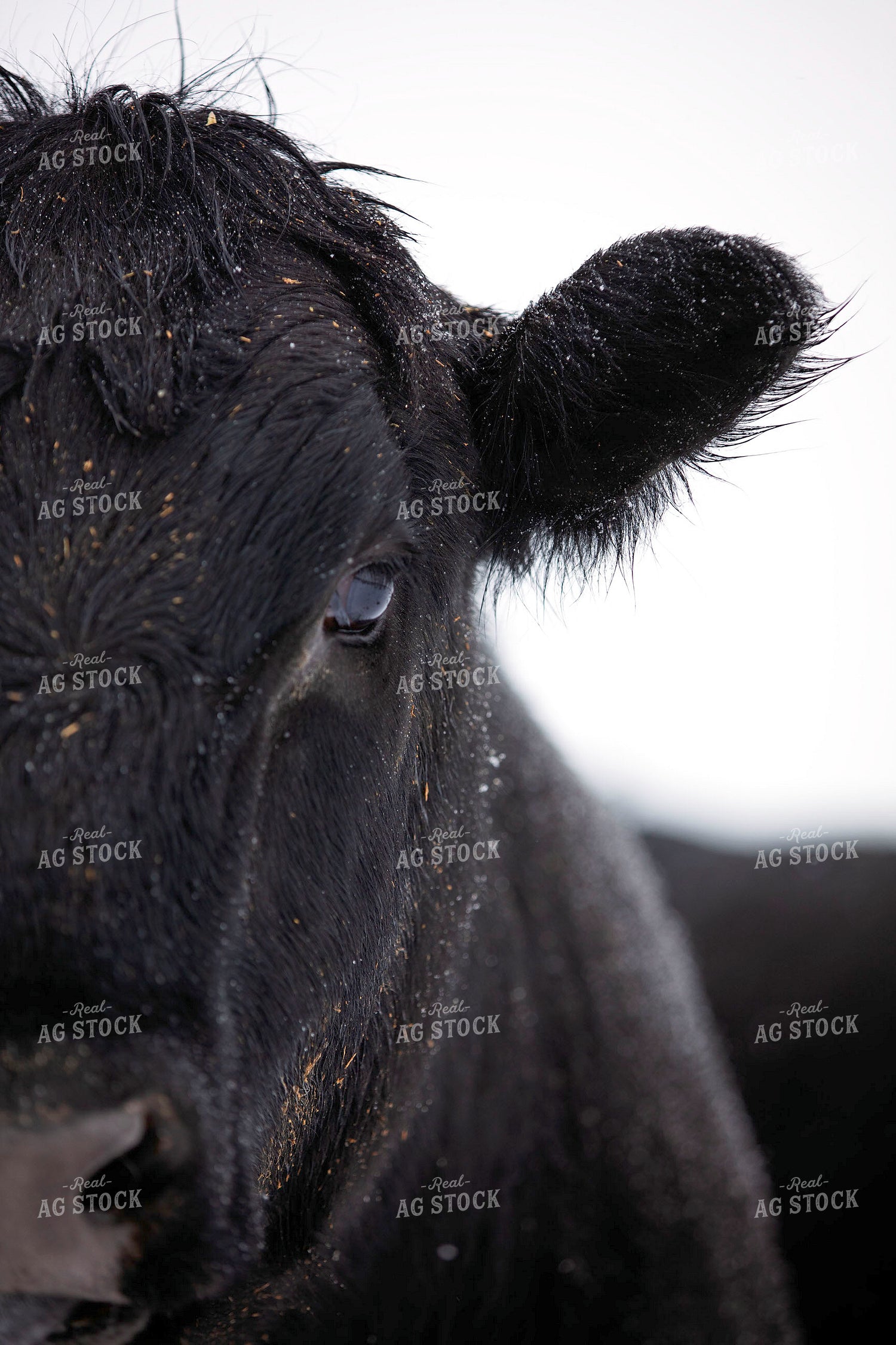 Black Angus Cattle Close Up 55408