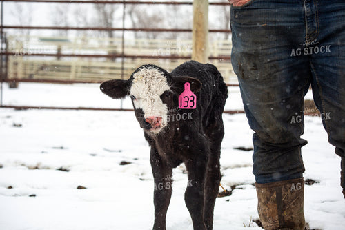 Calf with Farmer 155431