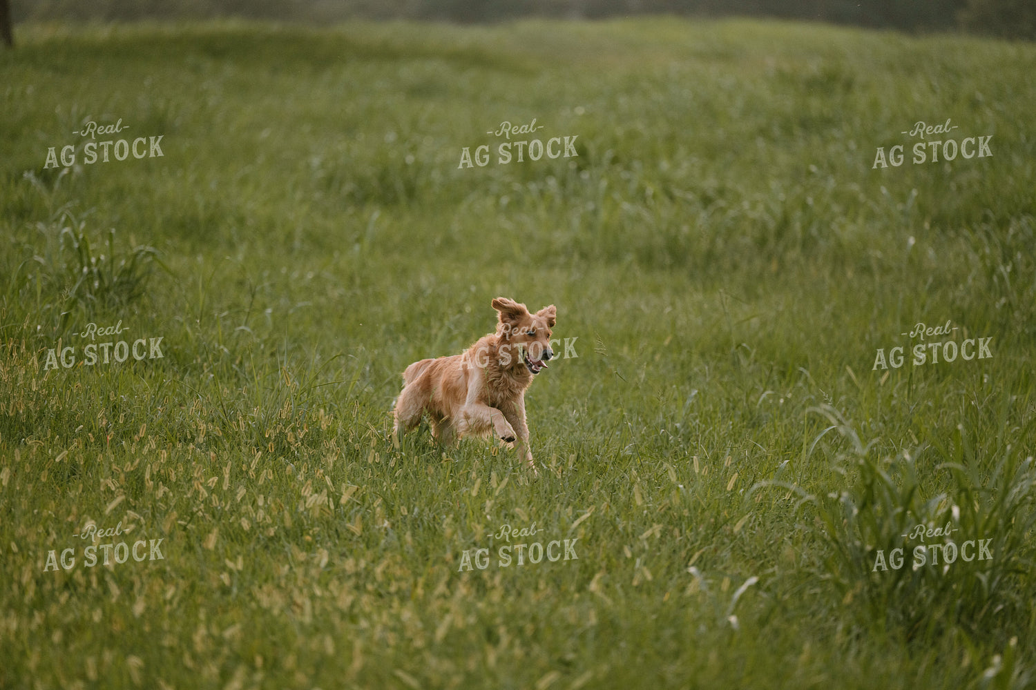 Farm Dog 125390