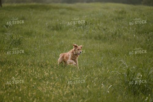 Farm Dog 125390