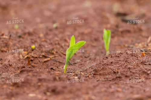 Sprouting Corn Plant 79246