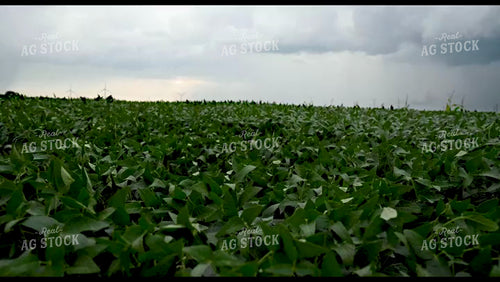Scenic Weather Over Growing Crops - 306