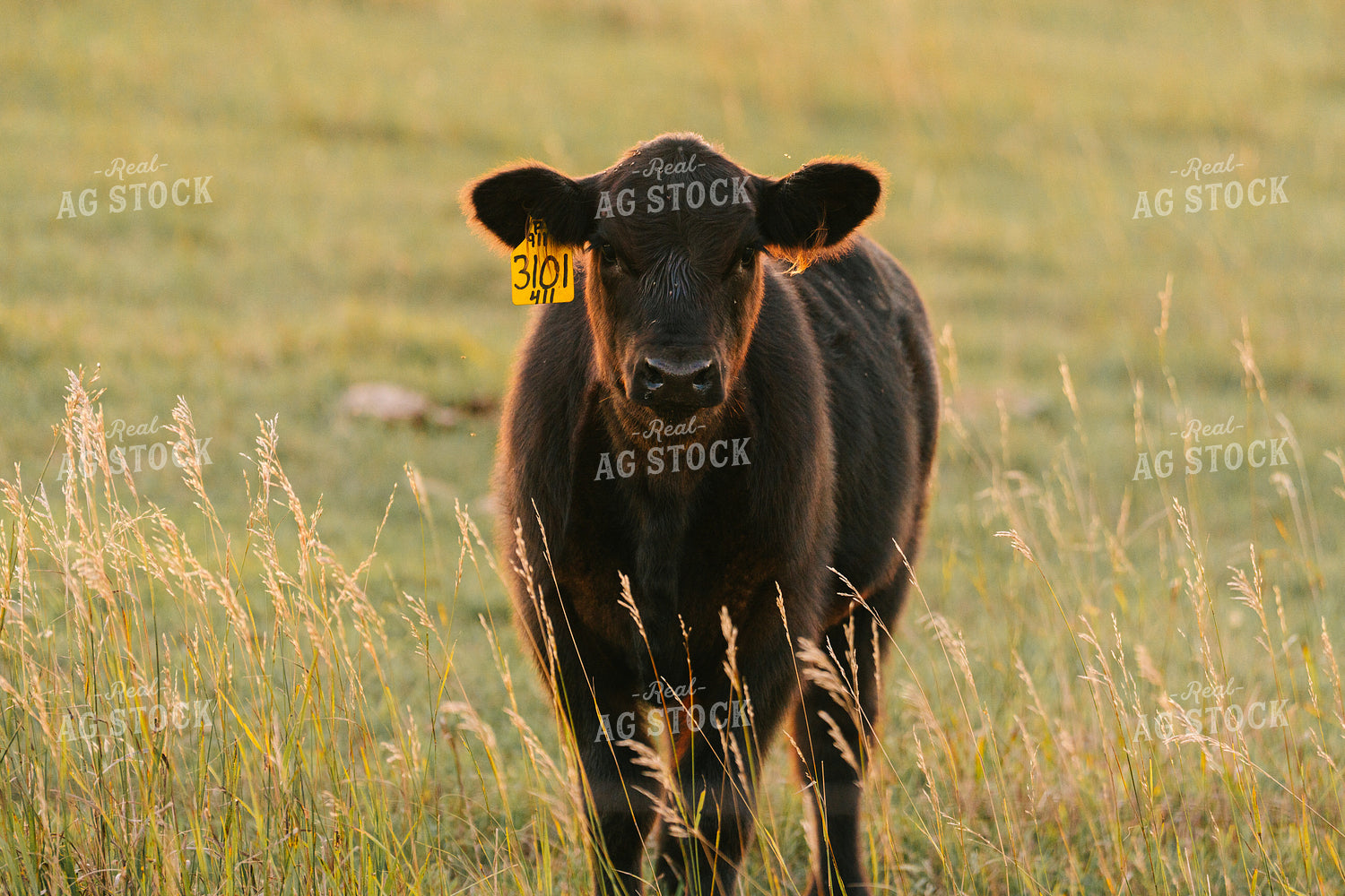 Cattle on Pasture at Sunset 68228