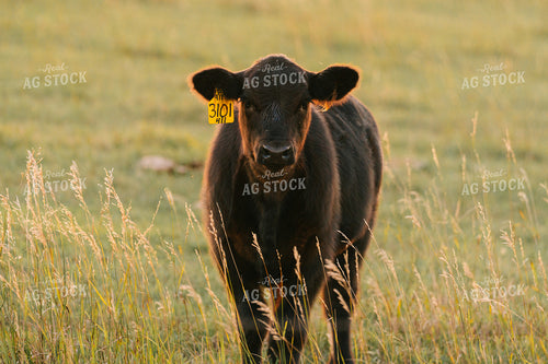 Cattle on Pasture at Sunset 68228
