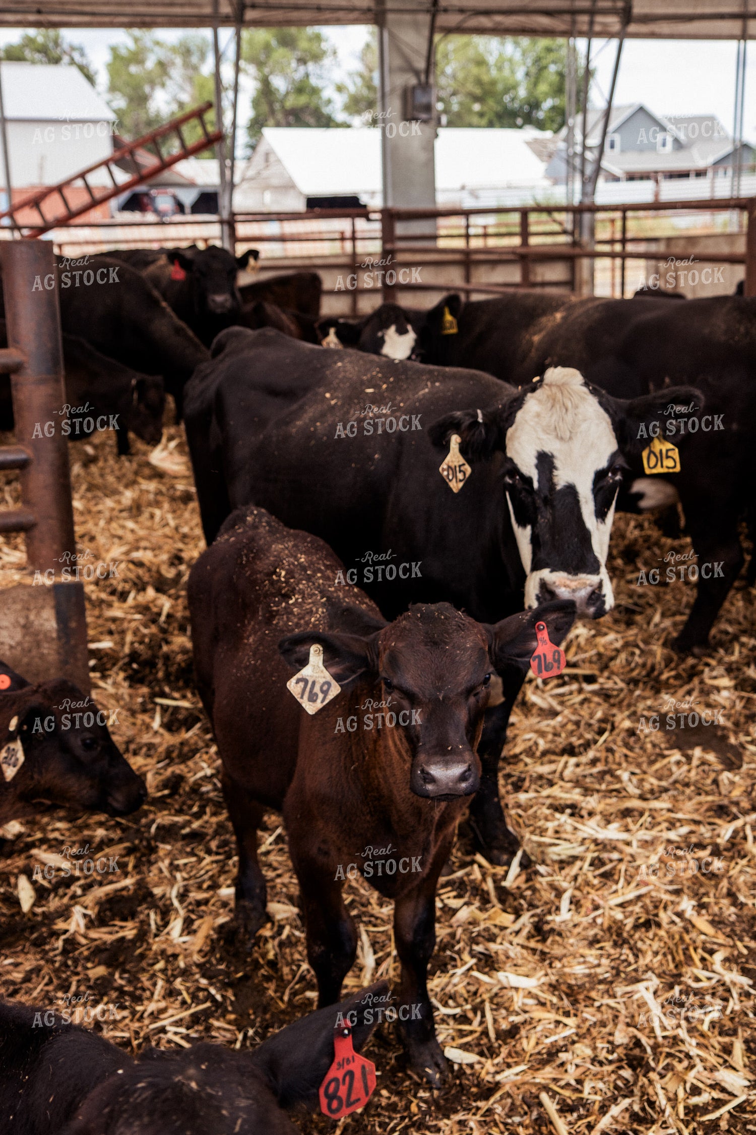 Cow Calf Pairs 67426