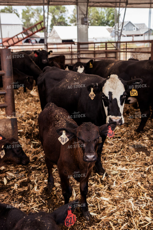 Cow Calf Pairs 67426