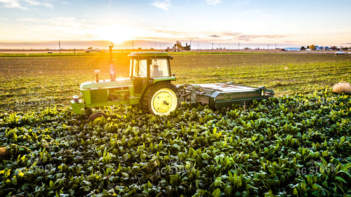 Defoliating Sugar Beets 56557