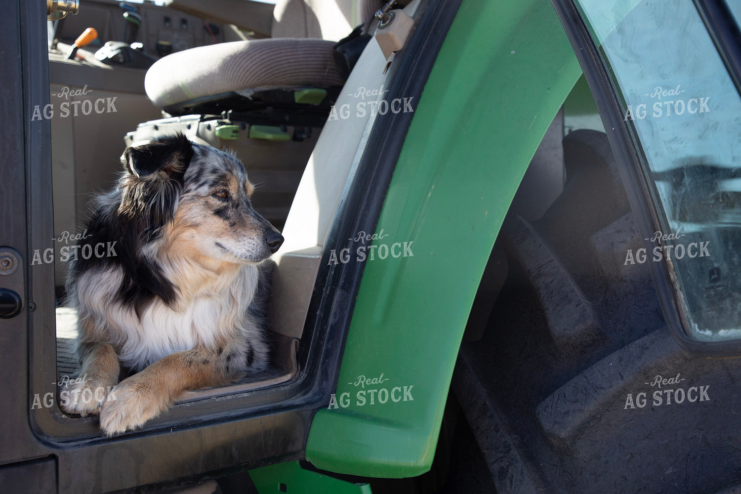 Farm Dog in Tractor 117083