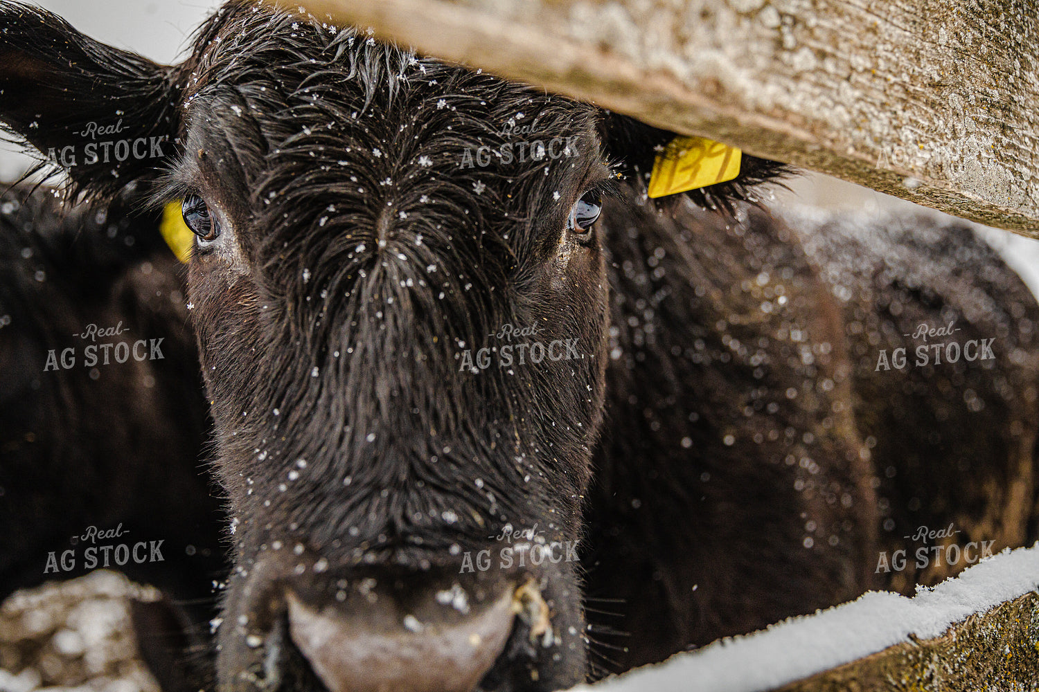 Close Up Angus Cow Face Through Fence 66036