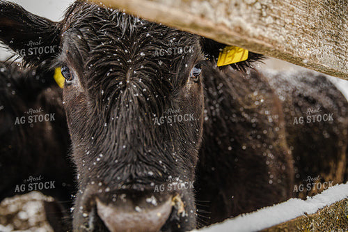 Close Up Angus Cow Face Through Fence 66036